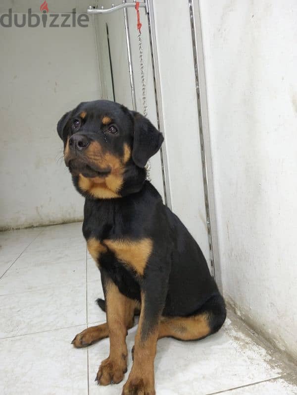 rott wiler روت وايلر 4