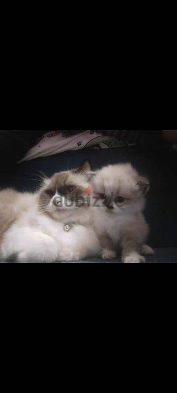 Ragdoll female.   قطة راجدول