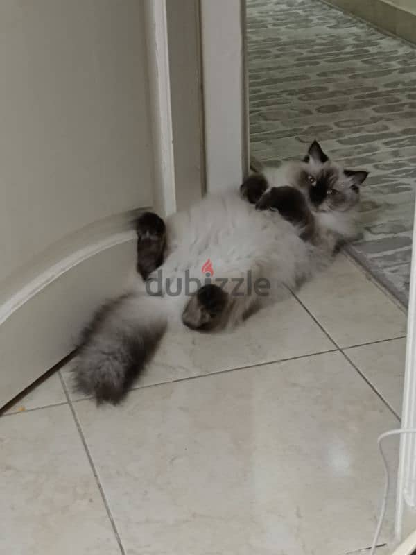 Ragdoll female.   قطة راجدول 2