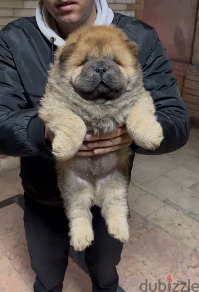 chow chow