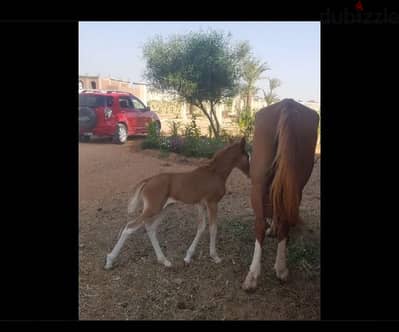 عزبة للبيع بطريق اسكندرية الصحراوي بالريف الوربي