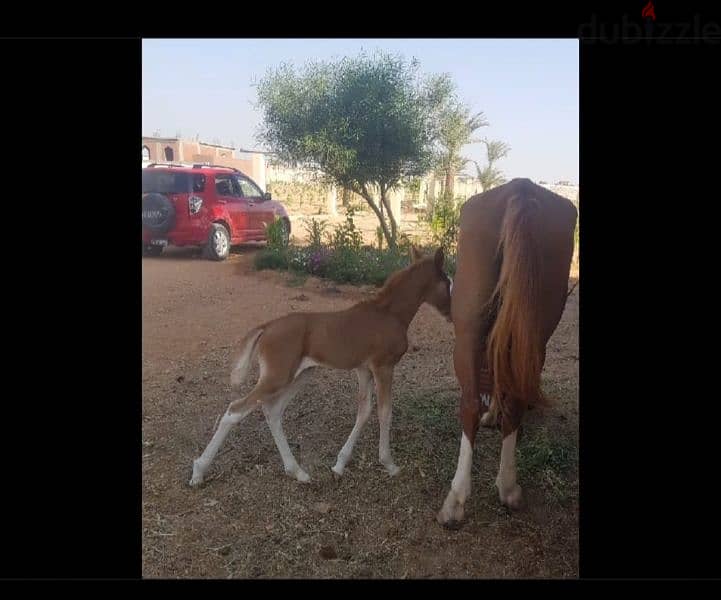 عزبة للبيع بطريق اسكندرية الصحراوي بالريف الوربي 0