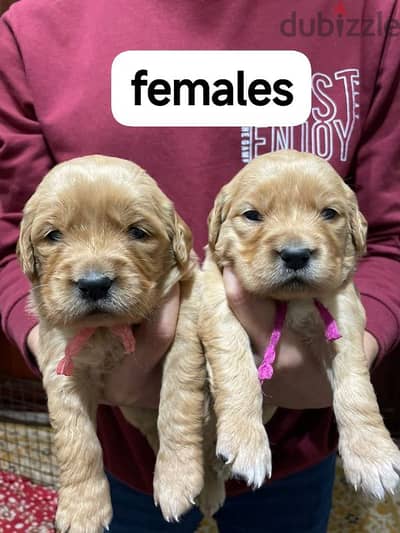 Pure Golden Retriever Puppies – dewormed & Vaccinated