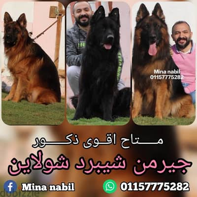 اجمد ذكور جيرمن شيبرد للجواز فمصر German shepherd male