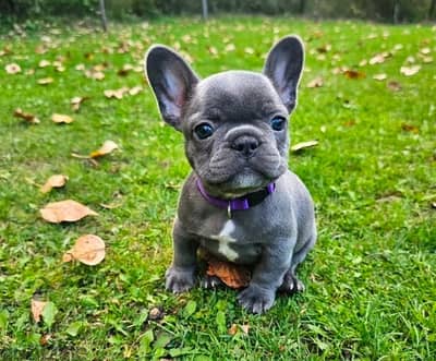 french bulldog puppies فرنش بولدوج