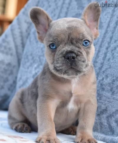 French bulldog puppies فرنش بولدوج