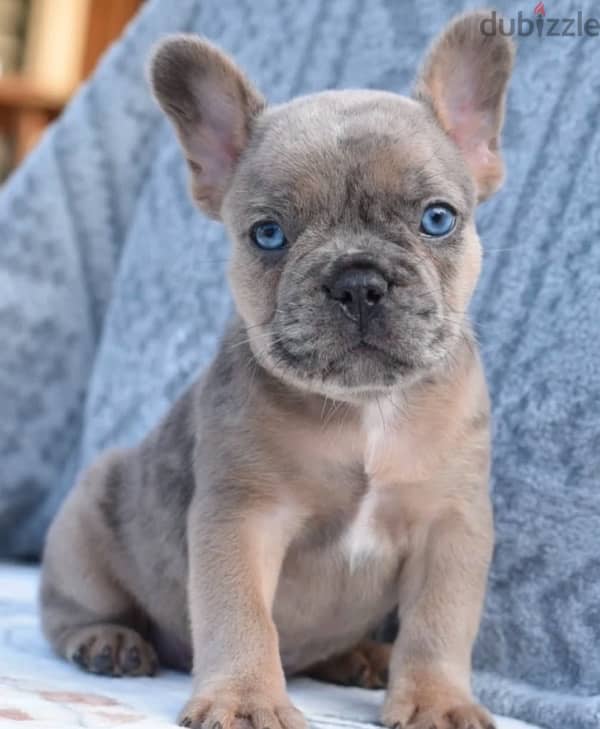 French bulldog puppies فرنش بولدوج 0