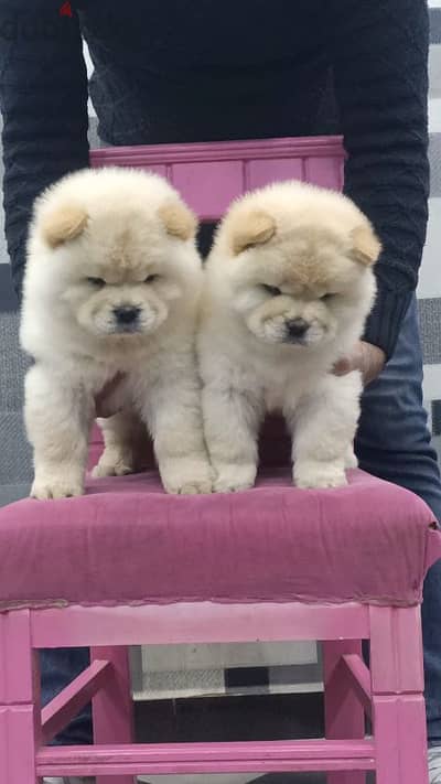 تشاو تشاو   chow chow