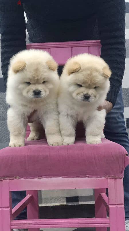 تشاو تشاو   chow chow 0