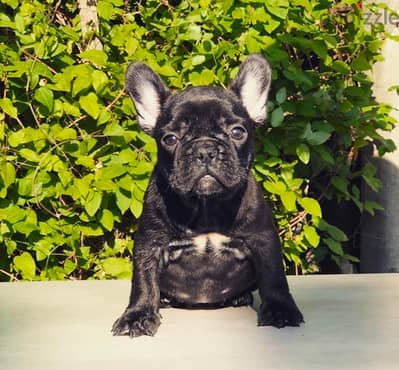 french bulldog فرنش بولدوج