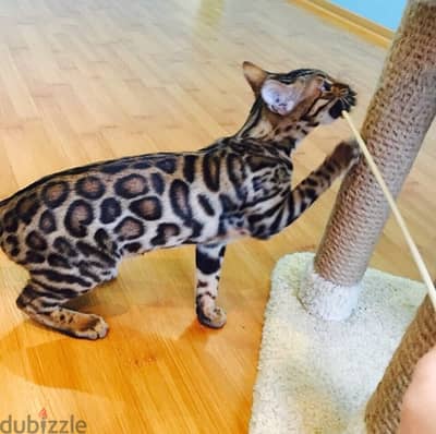 Pure Bengal kitten 70 days بنغال