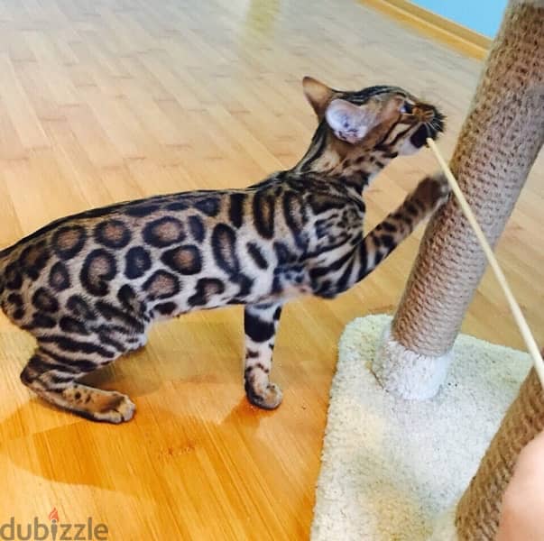 Pure Bengal kitten 70 days بنغال 0