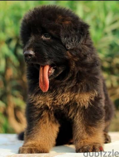 Male German shepherd puppies Female جراوي جيرمن شيبرد ذكر ولد بنت انثي