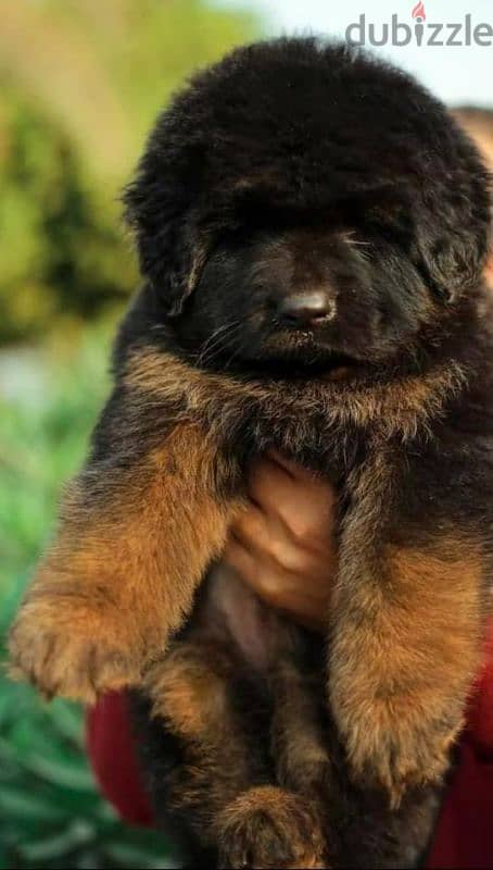 Male German shepherd puppies Female جراوي جيرمن شيبرد ذكر ولد بنت انثي 2