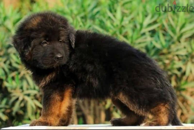 Male German shepherd puppies Female جراوي جيرمن شيبرد ذكر ولد بنت انثي 3