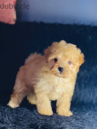 female maltipoo