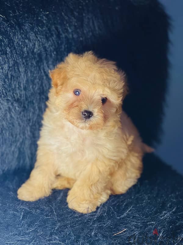 male maltipoo 1