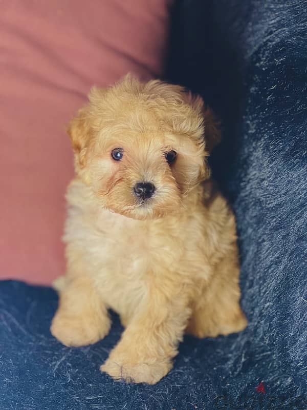 male maltipoo 2