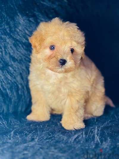 female maltipoo