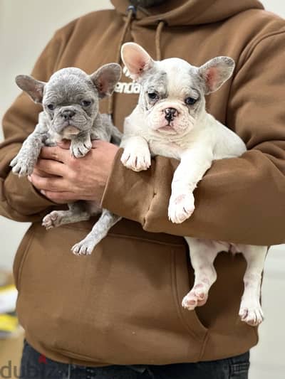 French bulldog فرينش بولدوج puppy