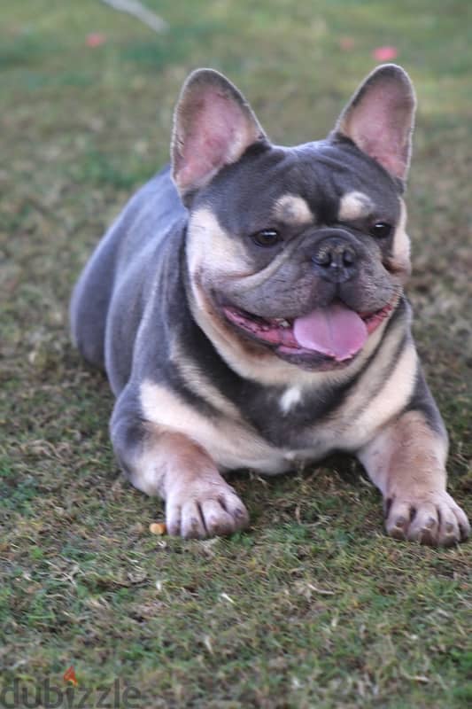 French bulldog فرينش بولدوج puppy 1