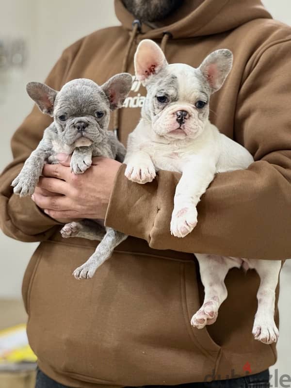 French bulldog فرينش بولدوج puppy 3