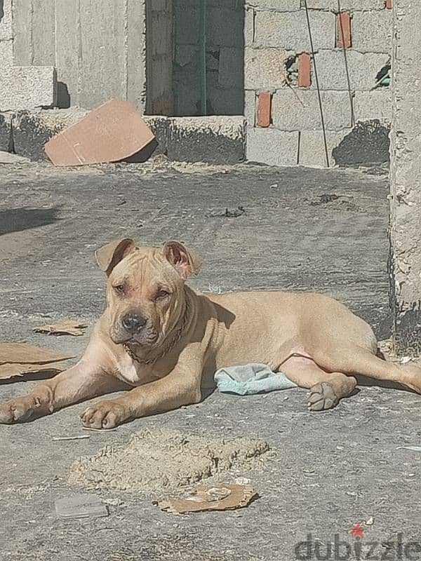 Cane corso 2