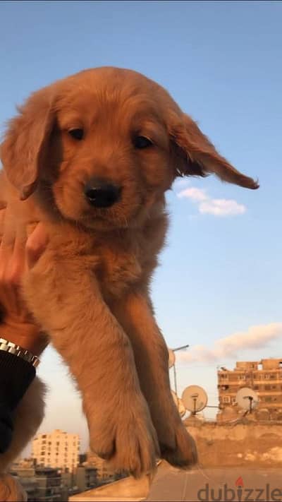 جولدن golden retriever puppies