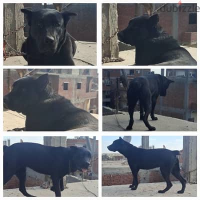 cane corso female - نتاية كين كورسو