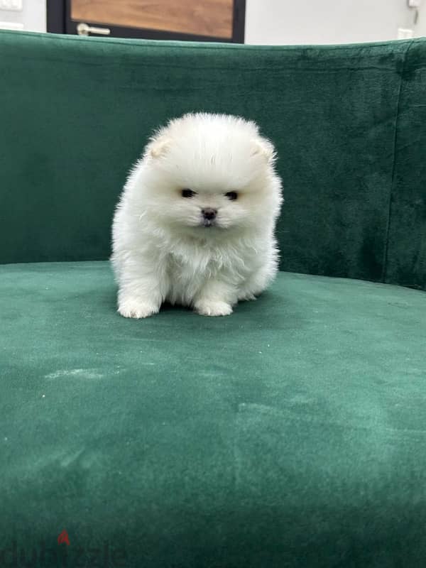 Pomeranian 1