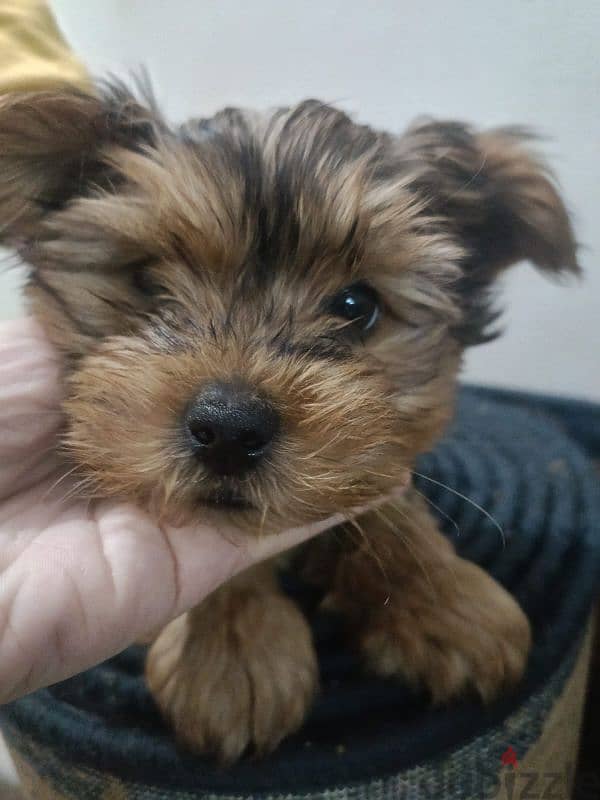 yorkshire 68 days old 1