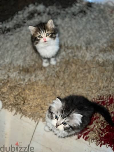 5 pure sherazi 50 days kittens for sale