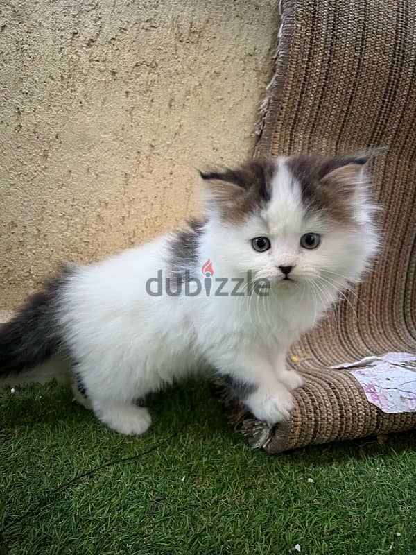 5 pure sherazi 50 days kittens for sale 3