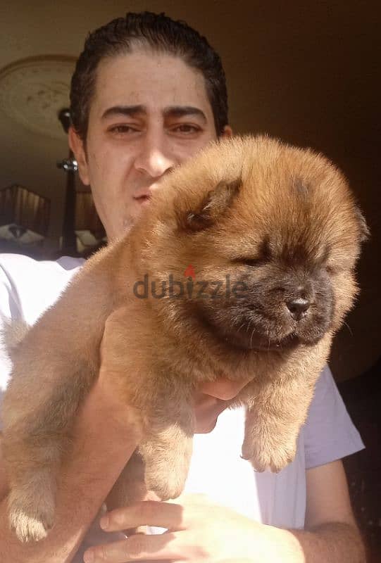 متع عنيك اقوى المستويات في مصر تشاو تشاو Chow Chow 1