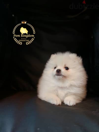 Luxury White Pomeranian Puppy – The Perfect Valentine’s Gift!