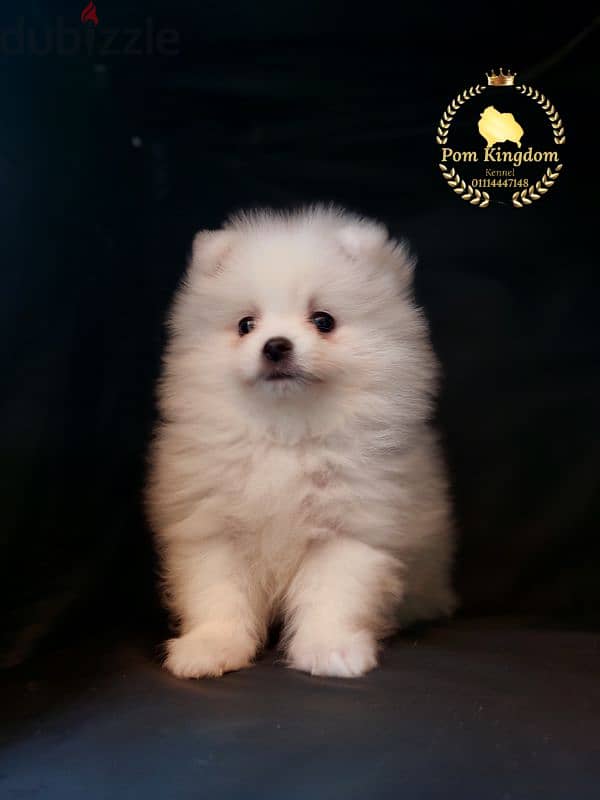 Luxury White Pomeranian Puppy – The Perfect Valentine’s Gift! 1