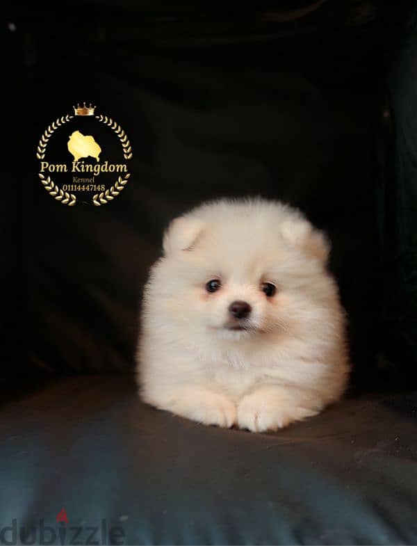 Luxury White Pomeranian Puppy – The Perfect Valentine’s Gift! 2