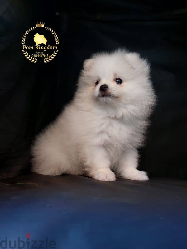 Luxury White Pomeranian Puppy – The Perfect Valentine’s Gift! 3