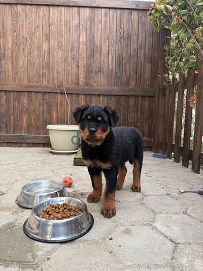 Rottweiler puppy 70 Days