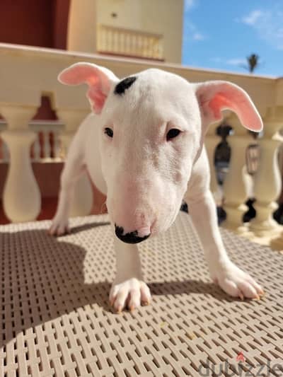 Miniature Bull Terrier