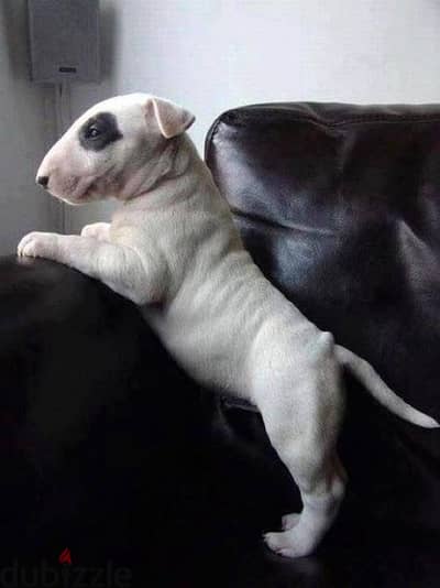 Miniature Bull Terrier