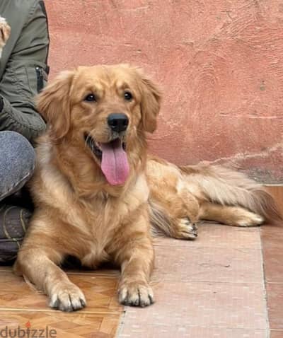 golden retriever Male