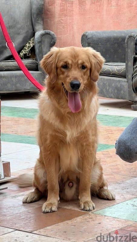 golden retriever Male 1