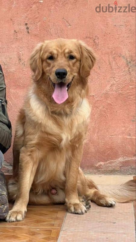 golden retriever Male 2