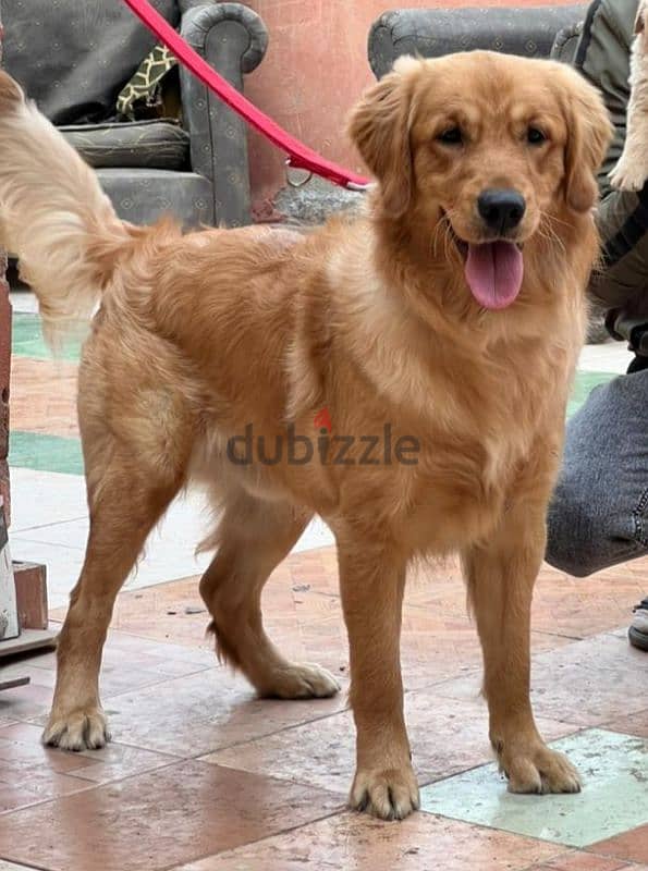 golden retriever Male 3