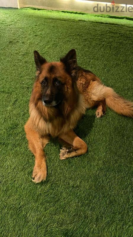 كلب جيرمان للجواز - german shepherd dog for mating 3