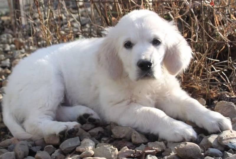 Golden retriever puppy female from Russia 0