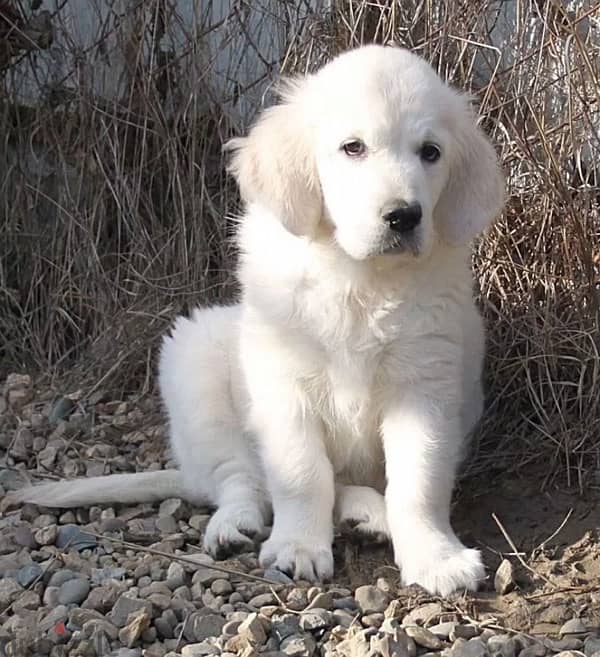 Golden retriever puppy female from Russia 1