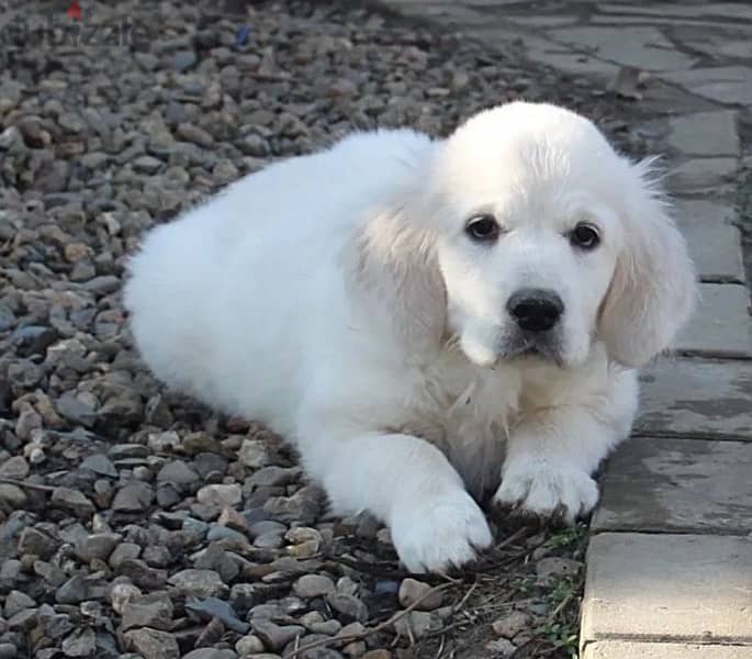 Golden retriever puppy female from Russia 2