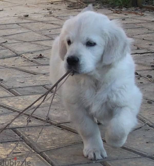 Golden retriever puppy female from Russia 3